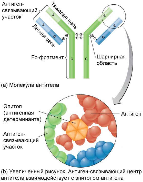 Взаимодействие антигена и антитела