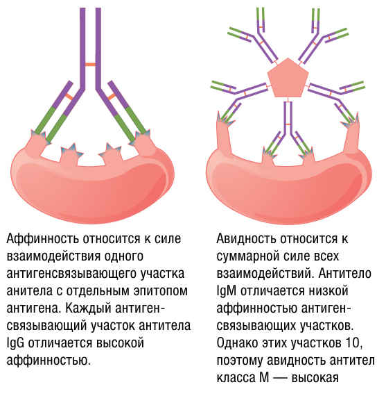 Авидность и аффинность антител