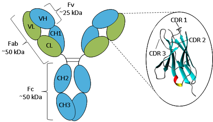 Схематическое изображение антитела