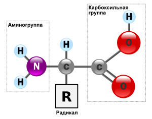 Общая структура α-аминокислот