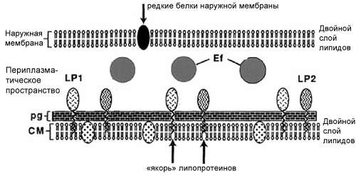 Молекулярная структура патогенной бледной трепонемы