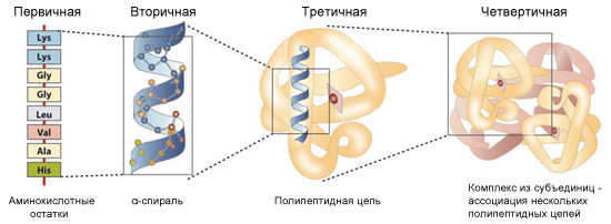 уровни структурной организации белка