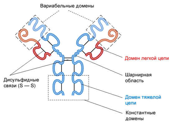 Доменная структура антител